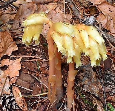 Fichtenspargel, Foto 2