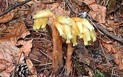 Fichtenspargel, Foto 6