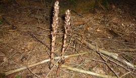 Fichtenspargel, Foto 8