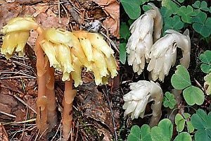 Fichtenspargel, Foto 1
