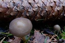 Fichtenzapfenkonidie, Foto 13