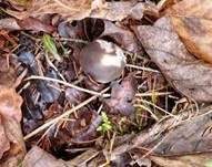 Fichtenzapfenrübling, Foto 29