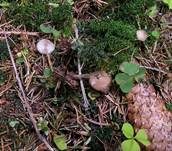 Fichtenzapfenrübling, Foto 49