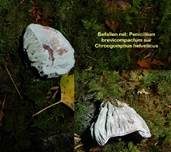 Filziger Gelbfuß, Foto 21