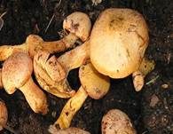 Filziger Gelbfuß, Foto 37