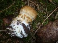 Filziger Schleimkopf, Foto 5