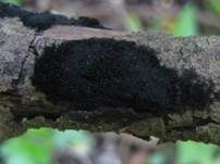 Filzmattenkugelpilz, Foto 5