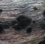 Filzmattenkugelpilz, Foto 7