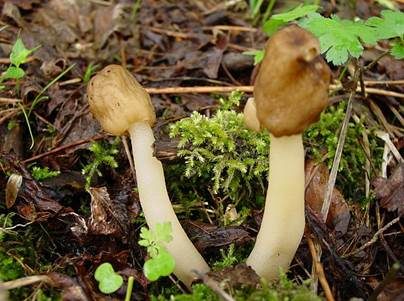 Fingerhutverpel, Foto 2