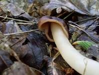 Fingerhutverpel, Foto 23