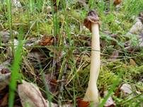 Fingerhutverpel, Foto 24