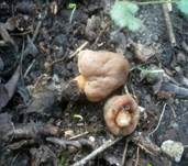 Fingerhutverpel, Foto 27