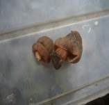 Fingerhutverpel, Foto 28