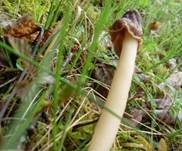 Fingerhutverpel, Foto 31