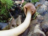 Fingerhutverpel, Foto 8