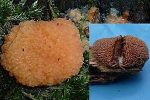 Fischeierschleimpilz, Foto 1