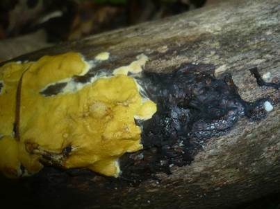 Flacher Kugelpustelschichtpilz, Foto 3