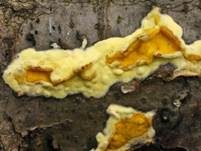 Flacher Kugelpustelschichtpilz, Foto 12