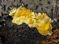 Flacher Kugelpustelschichtpilz, Foto 19