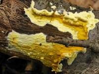 Flacher Kugelpustelschichtpilz, Foto 21