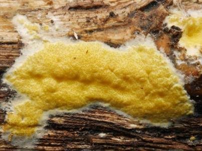 Flacher Kugelpustelschichtpilz, Foto 5