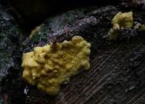 Flacher Kugelpustelschichtpilz, Foto 6