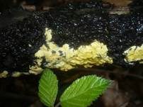 Flacher Kugelpustelschichtpilz, Foto 7