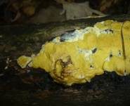 Flacher Kugelpustelschichtpilz, Foto 11