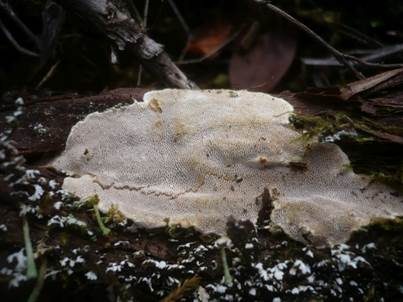 Flacher Porenschwamm, Foto 3