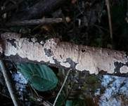 Ablösender Rindenpilz, Foto 12