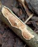 Ablösender Rindenpilz, Foto 16