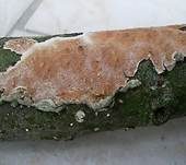 Ablösender Rindenpilz, Foto 6