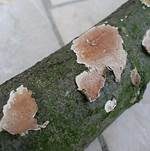 Ablösender Rindenpilz, Foto 7