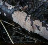 Ablösender Rindenpilz, Foto 11