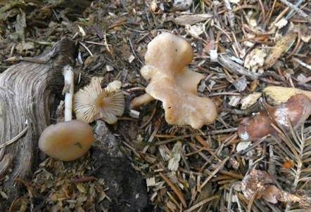 Flaumhaar-Trichterling, Foto 2