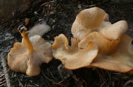 Flaumhaar-Trichterling, Foto 3