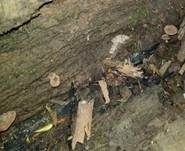 Flaumhaar-Trichterling, Foto 12