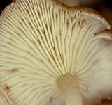 Flaumhaar-Trichterling, Foto 14