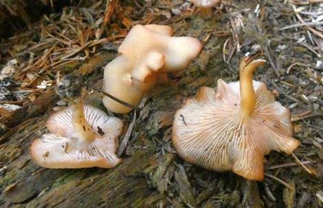 Flaumhaar-Trichterling, Foto 4