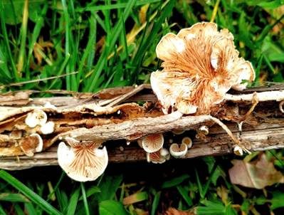 Flaumiges Krüppelfüßchen, Foto 4