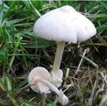 Flaumstieliger Scheidling, Foto 6