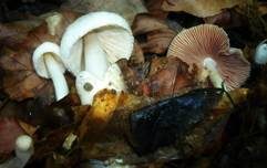 Flaumstieliger Scheidling, Foto 9