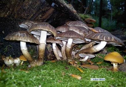 Fleckender Faserling, Foto 4
