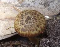 Fleckender Faserling, Foto 5