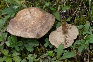 Fleckender Tellerling, Foto 1