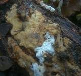 Fleckender Wachsporenschwamm, Foto 7
