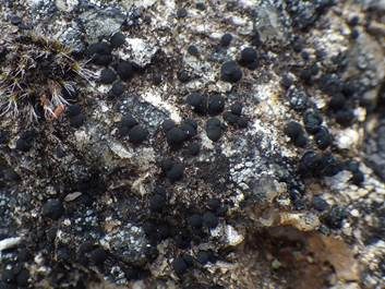 Fleck-Schwarznapfflechte, Foto 2