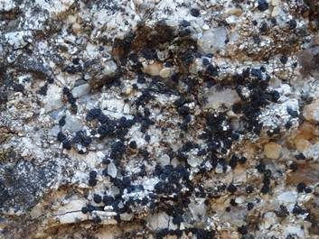 Fleck-Schwarznapfflechte, Foto 6