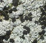Fleck-Schwarznapfflechte, Foto 9