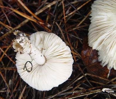 Fleischblättriger Egerlingsschirmling, Foto 2